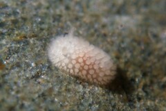 Onchidoris muricata