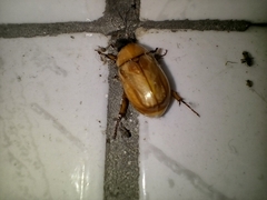 Cyclocephala