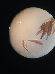 Carex bebbii