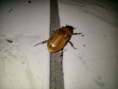 Cyclocephala