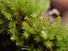 Aulacomnium androgynum