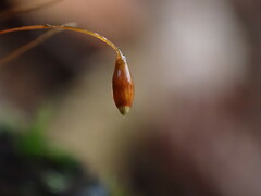 Aulacomnium androgynum