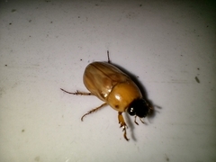 Cyclocephala