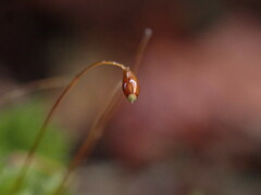 Aulacomnium androgynum