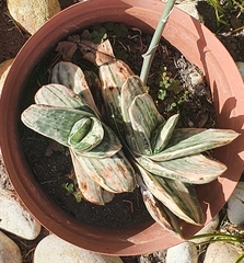 Gasteria
