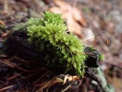 Aulacomnium androgynum