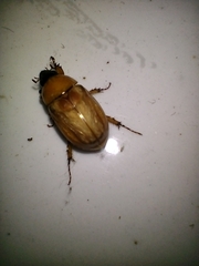 Cyclocephala