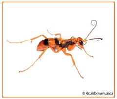 Sphictostethus apogonus