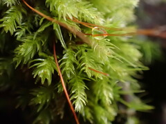 Aulacomnium androgynum