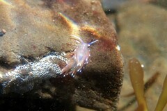 Facelina bostoniensis