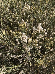 Baccharis sergiloides