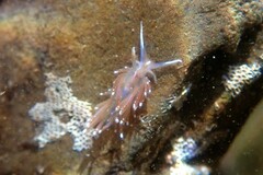 Facelina bostoniensis