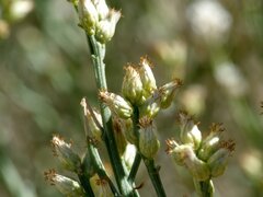 Baccharis sergiloides