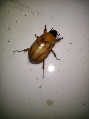 Cyclocephala