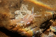 Facelina bostoniensis