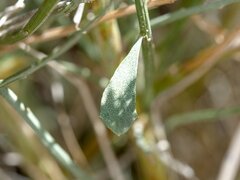 Baccharis sergiloides