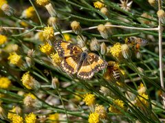 Bebbia juncea aspera