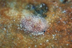Acanthodoris pilosa