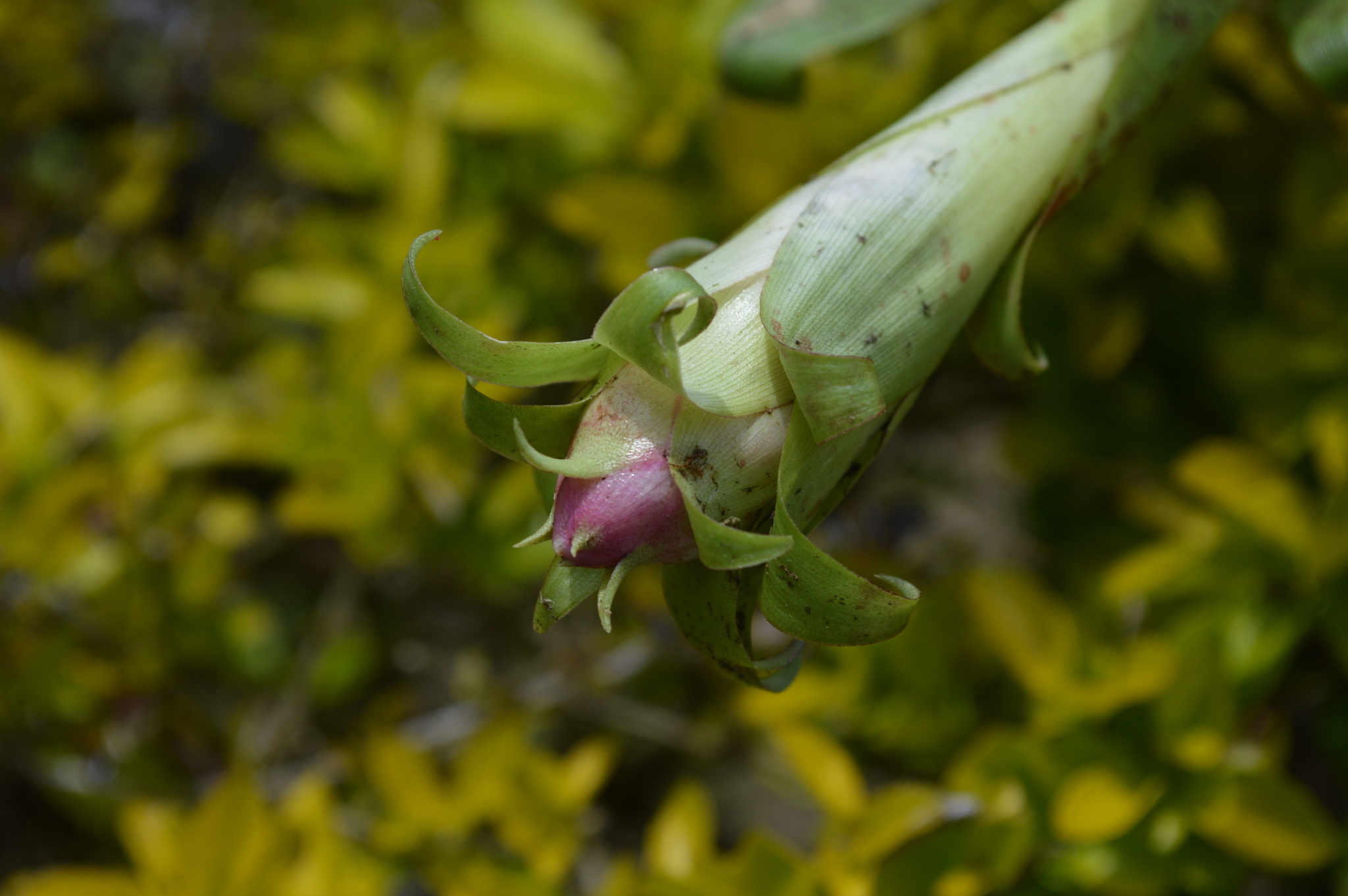 Tillandsia biflora image