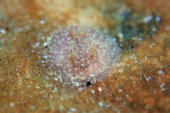 Acanthodoris pilosa