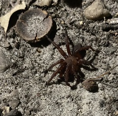Antrodiaetus unicolor