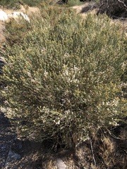 Baccharis sergiloides