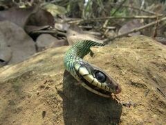 Drymobius margaritiferus