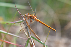 Orthetrum chrysostigma