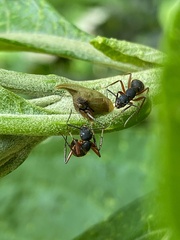 Camponotus rufipes