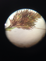 Carex bebbii