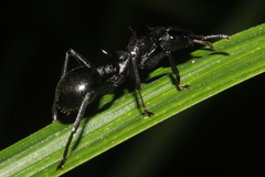 Cephalotes atratus