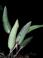 Restrepia muscifera