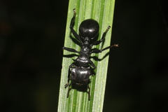 Cephalotes atratus