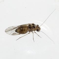 Blastopsocus lithinus