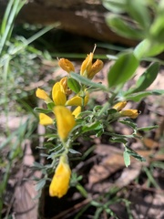 Genista monspessulana