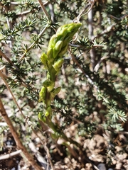 Asparagus acutifolius