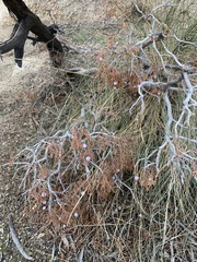 Phoradendron californicum