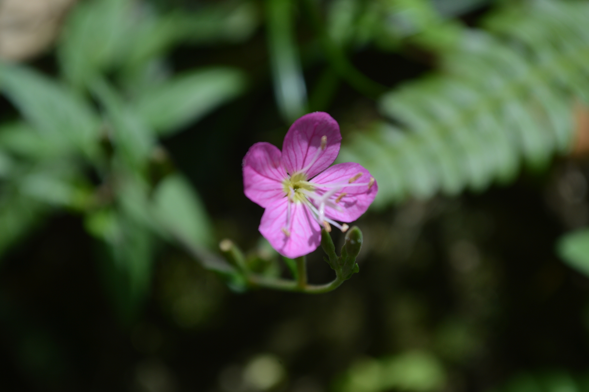 Oenothera image