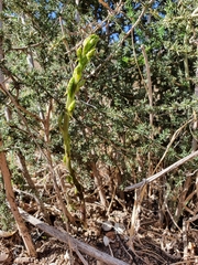 Asparagus acutifolius