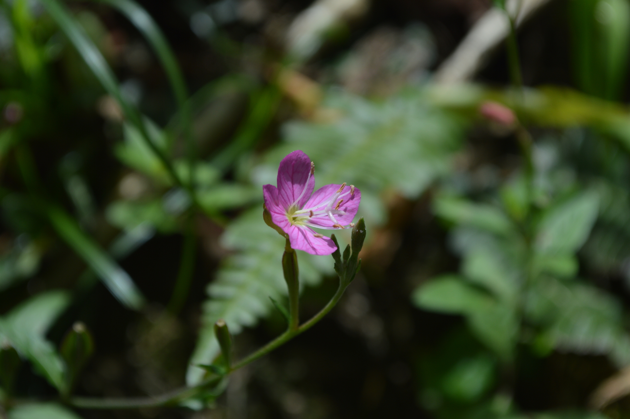 Oenothera image