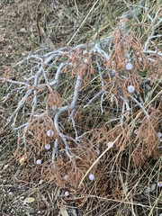 Phoradendron californicum