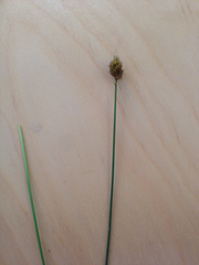 Carex bebbii