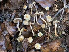 Inocybe geophylla