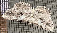 Cymatophora approximaria