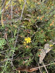 Hibbertia exutiacies
