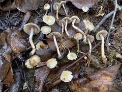 Inocybe geophylla