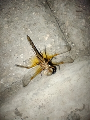 Sympetrum illotum