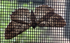 Cymatophora approximaria