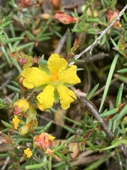 Hibbertia exutiacies