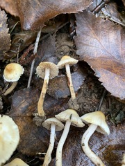Inocybe geophylla